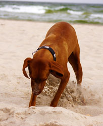 Hundebetreuung Friedrichshain 1